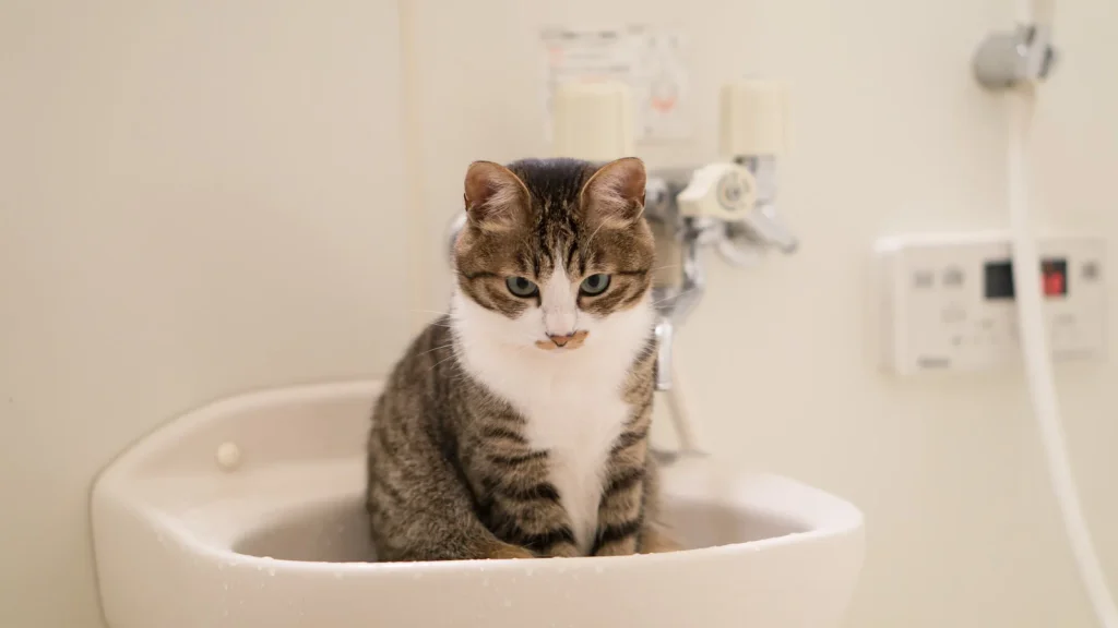 浴室で何かを見つめる猫